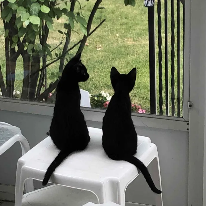 Natalie's Chicago Cat Sitting Nook