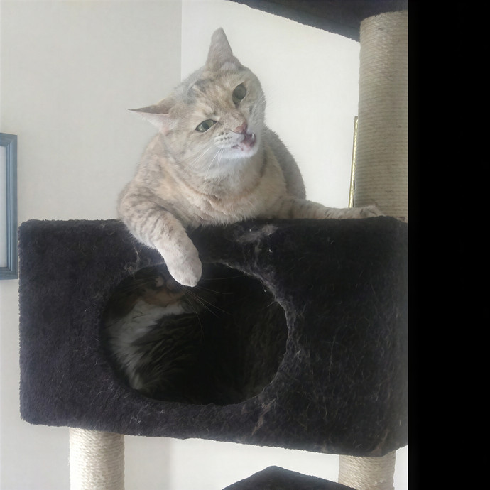 Bri's Pets-Cats photo 2