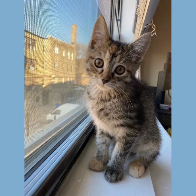 Kaetlyn's Pawsome Cat Care photo 2