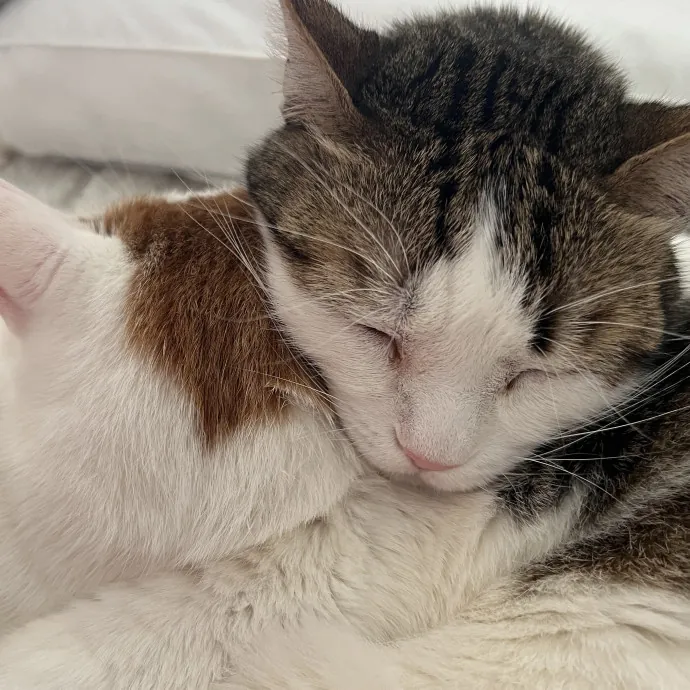 Claudia's Kitty Care photo 2