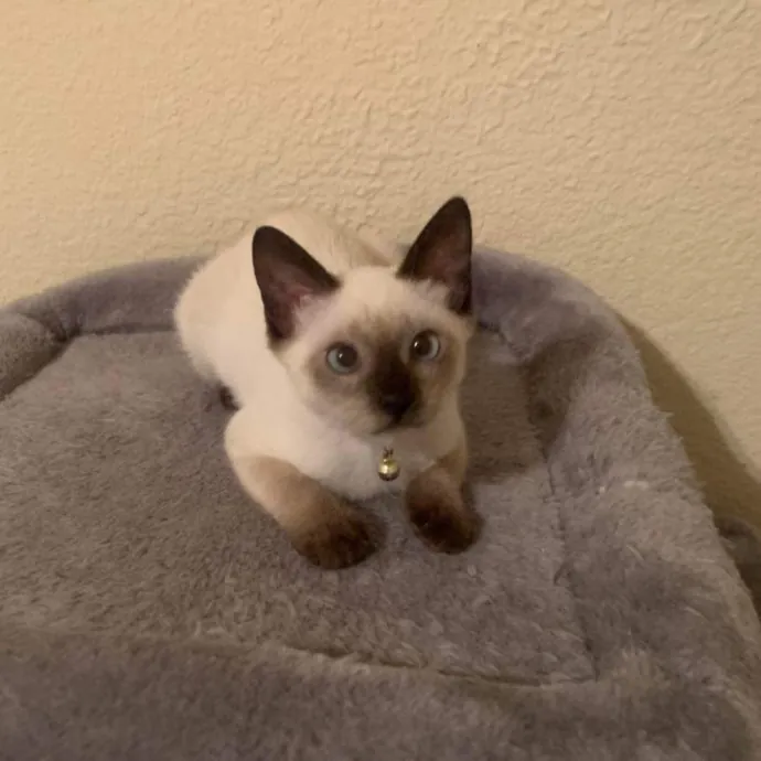 Pawsome Cat Nanny Atx