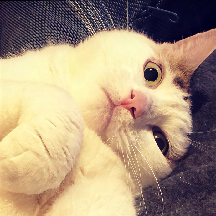 Finicky Feline Friend