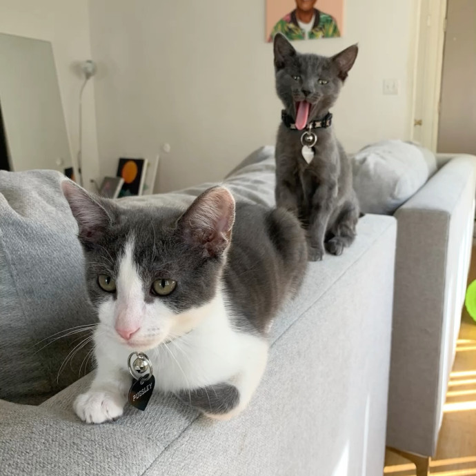 Cat-Sitting With Bris photo 3