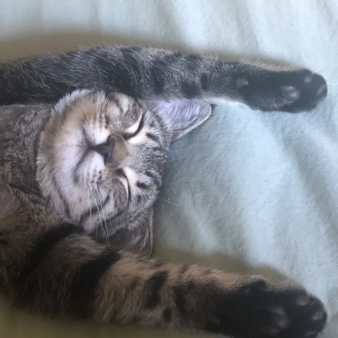 Jordan's Puget Sound Cat Care photo 2