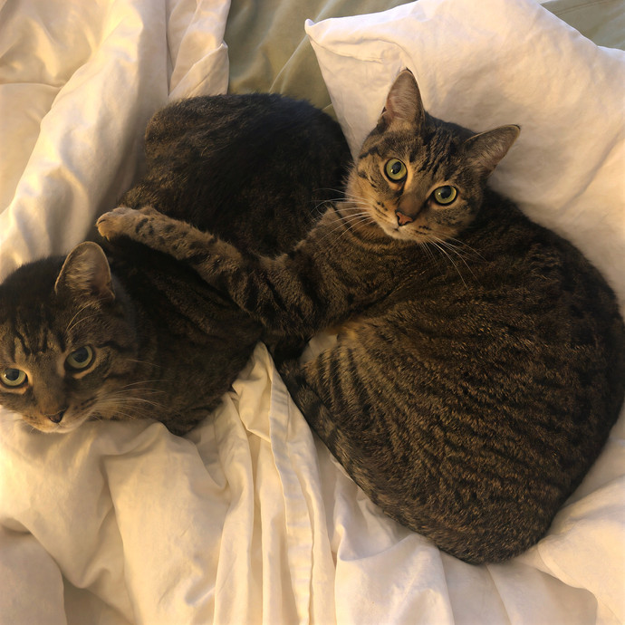 Alison Simply Loves Cats And Cat Sitting