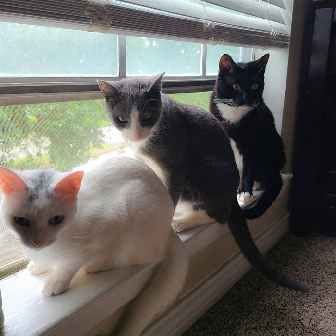 Purrfect Cat Sitter