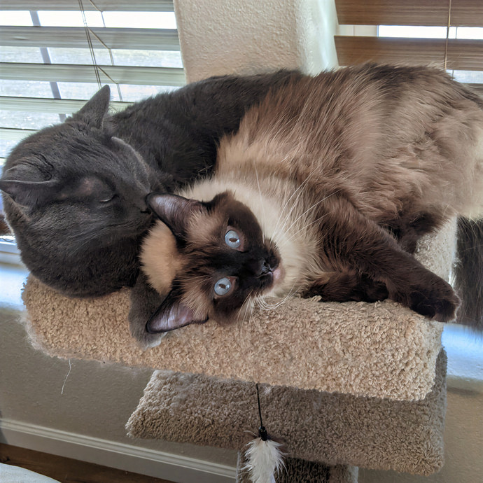Cat Mom Miya photo 2