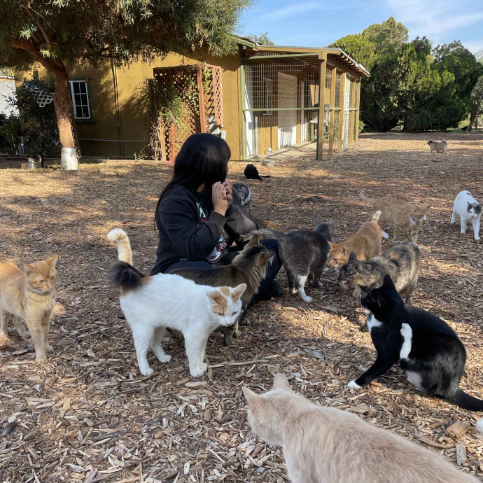 Kiki's Divine Felines