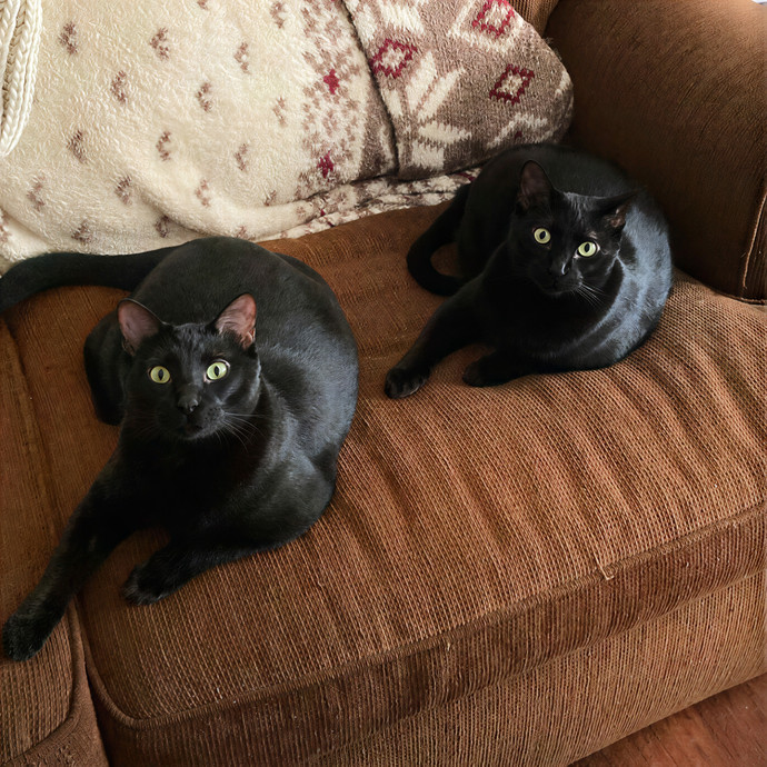 Keira The Cat Sitter