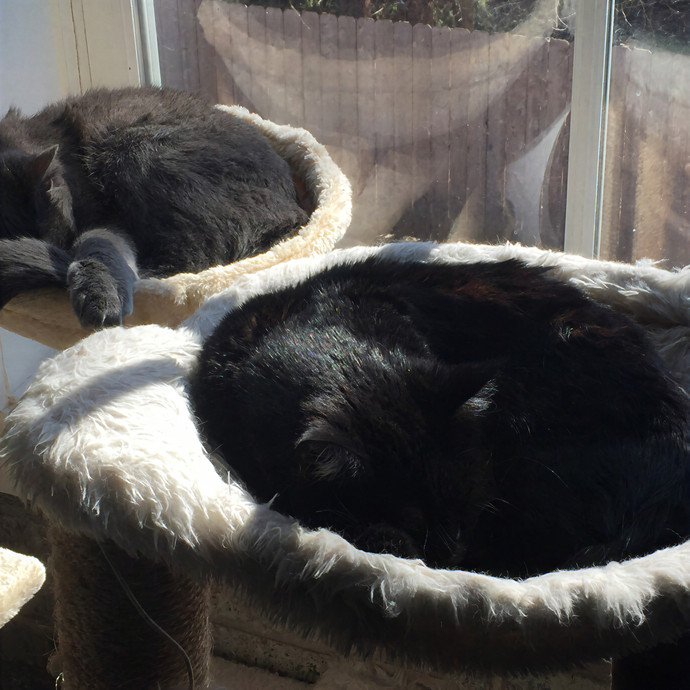 Arch Kitty Cat Sitting photo 2
