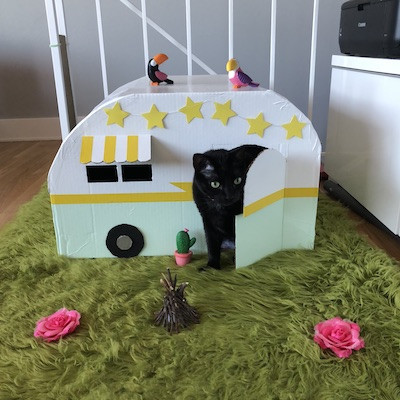Sabrina's Cat Sitting In Brisbane Ca photo 3