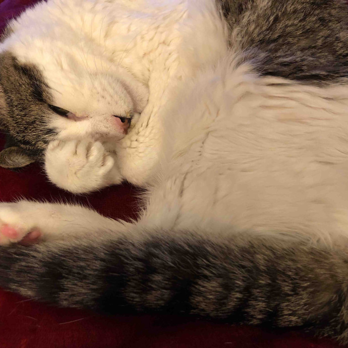 Christie - The Kitty Concierge photo 3