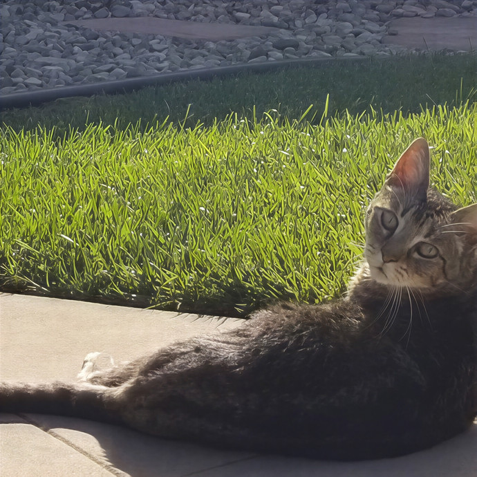 Purr-Tricia's Sd Cat Sitting photo 2