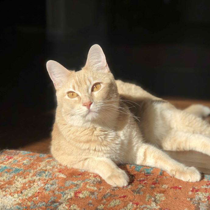 Cecilia's Cat Care