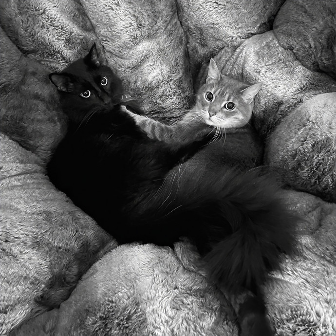 The Haus Cats Of Nj