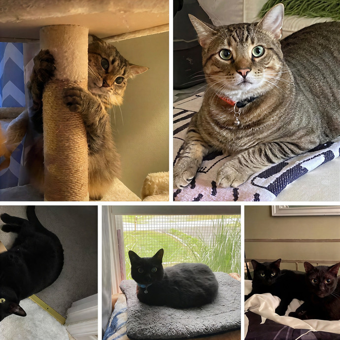 Cat Sitting  Care Norfolk  Va Beach photo 2