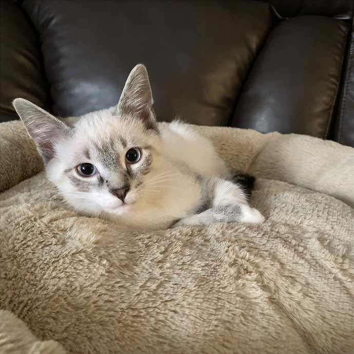 Daisy's Kitty Services