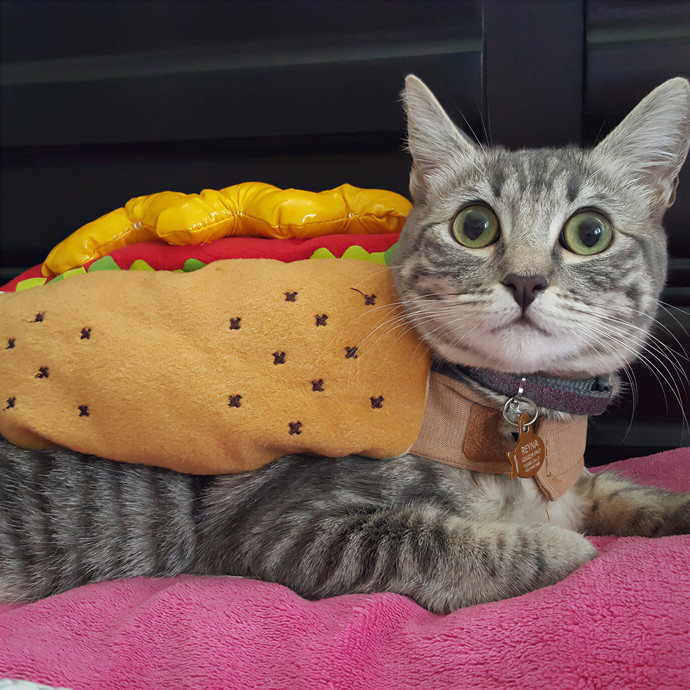 Reyna's Cat Kingdom
