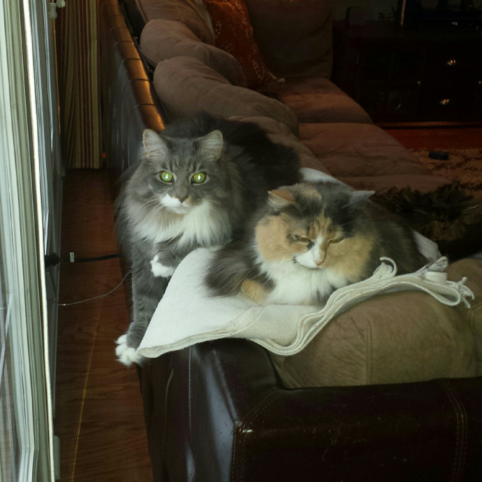 Family Critter Sitters photo 2