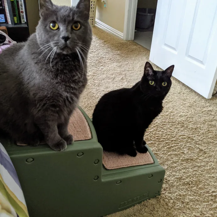 Purrfect Choice For Lincoln Cats