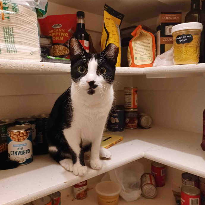 Holly The Amazing Arlington Cat Sitter photo 2