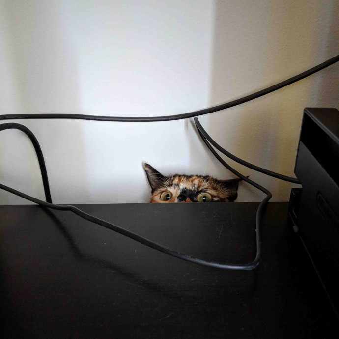 Trusted Cat Concierge