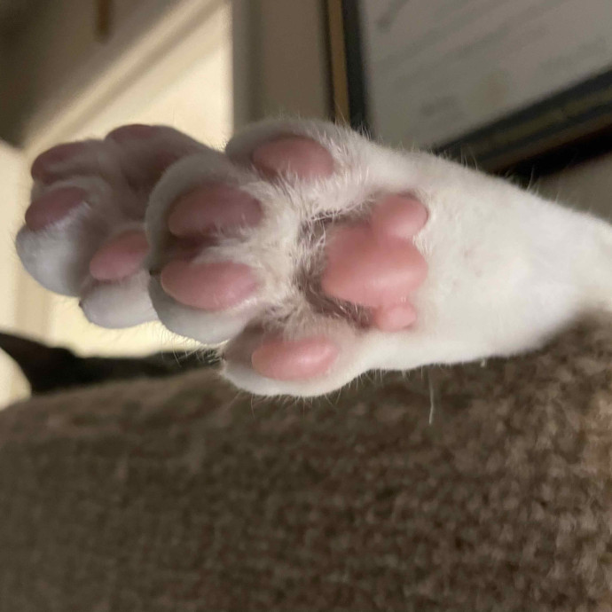 Melissa's Knox Kitty Care photo 2