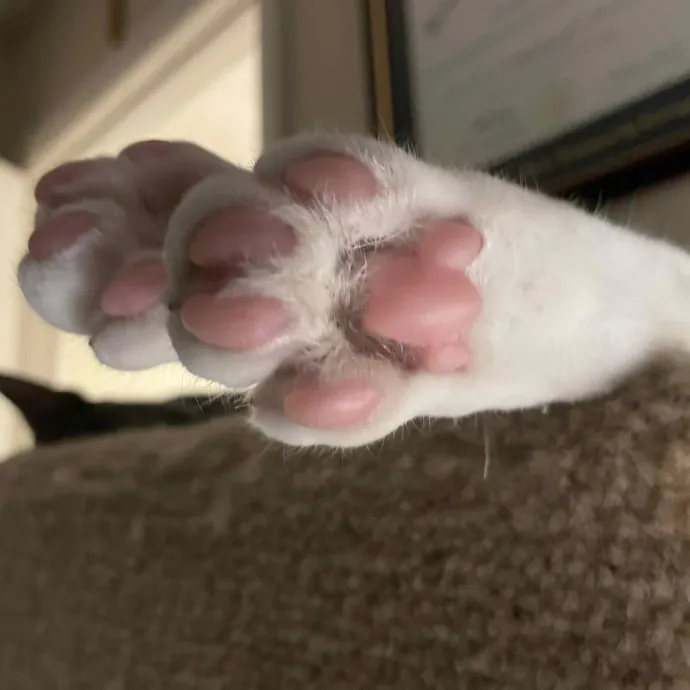 Melissa's Knox Kitty Care photo 2
