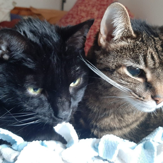 Carolyn's Purrfect Paws Lakeview East