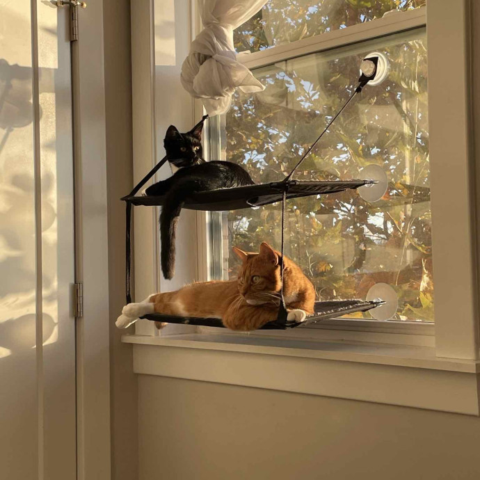 Dana's Philly Cat Sitting Services