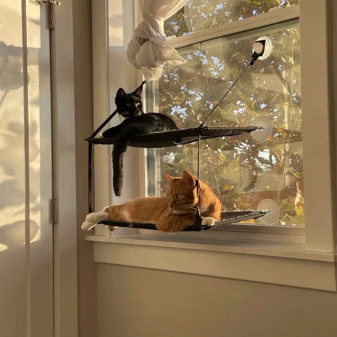 Dana's Philly Cat Sitting Services