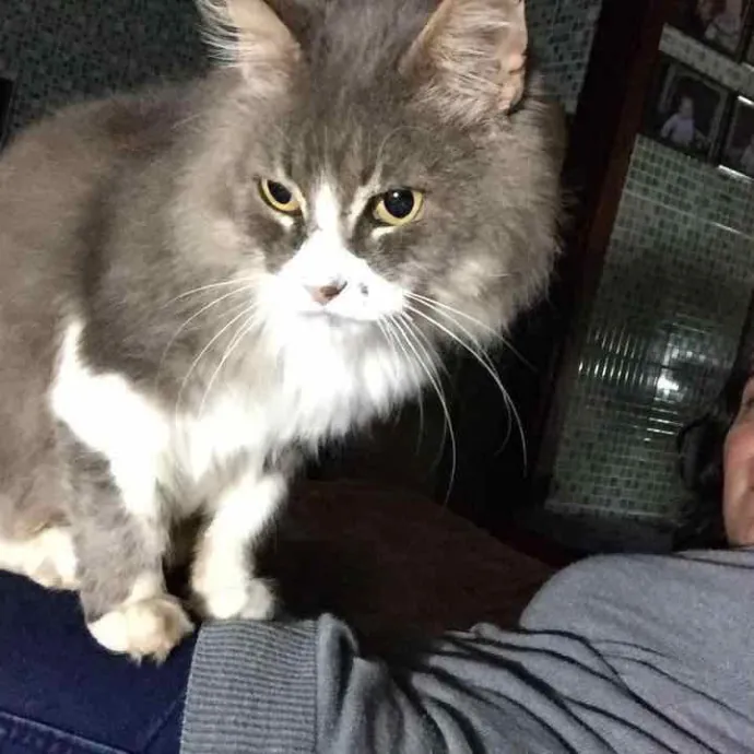 My World With The Cats photo 2