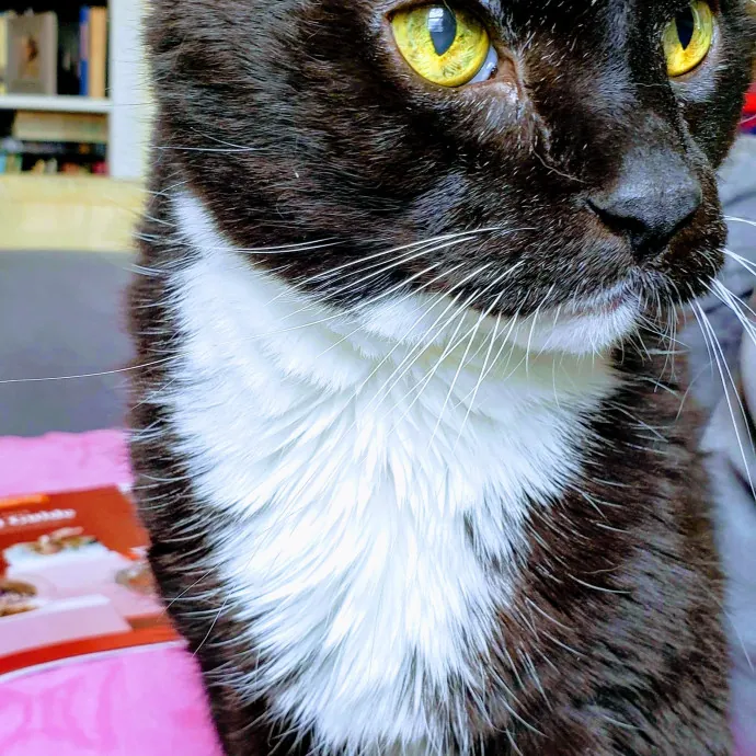 Cate's Cats Of Manhattan