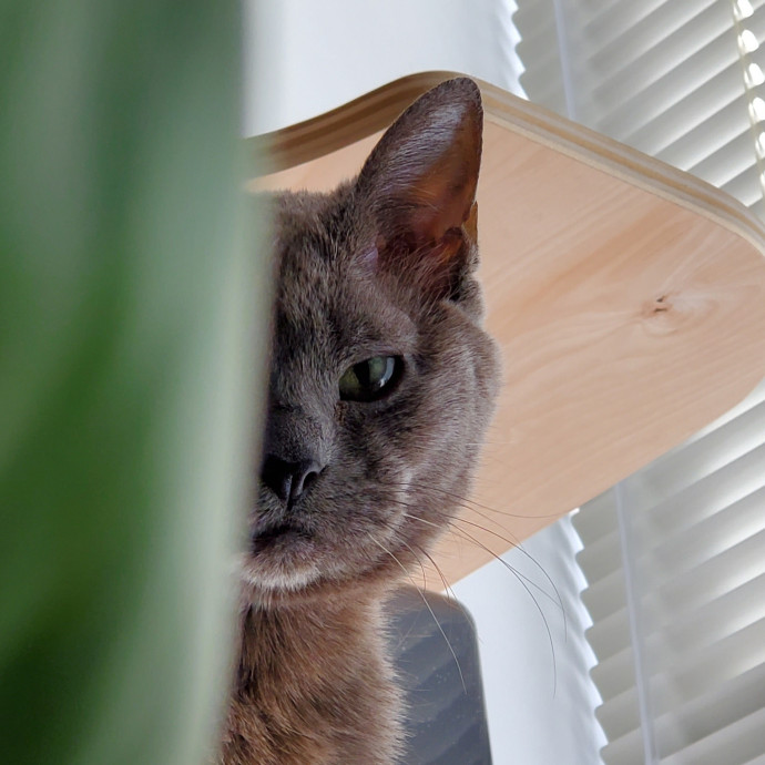 Nyc Chosen Cat Ceo photo 2