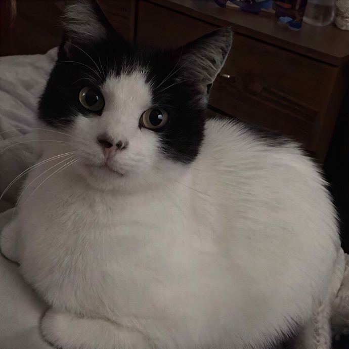 Kailee's Cat-Cation photo 2