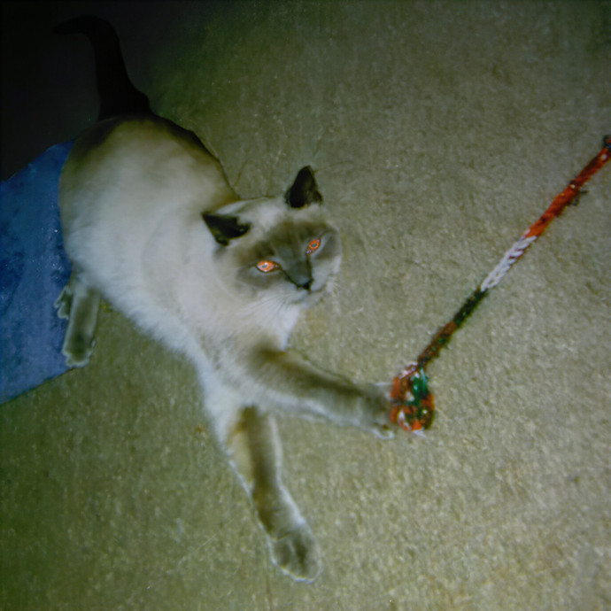 Beverly's South Bay Cat Sitting photo 3