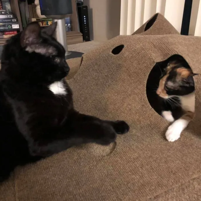 Erica - Sacramento Cat Mom photo 2