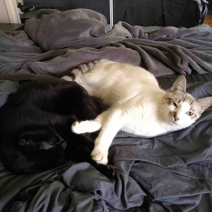 Perfectly Sane Cat-Lady- Sfv