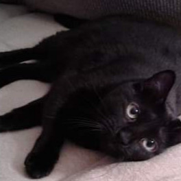 Kelley's Purrfect Kitty Care photo 2