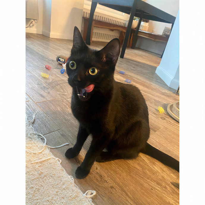 Kind Professional Cat Sitter