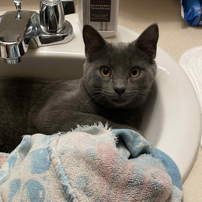 Tara's Cat Wonderland photo 2