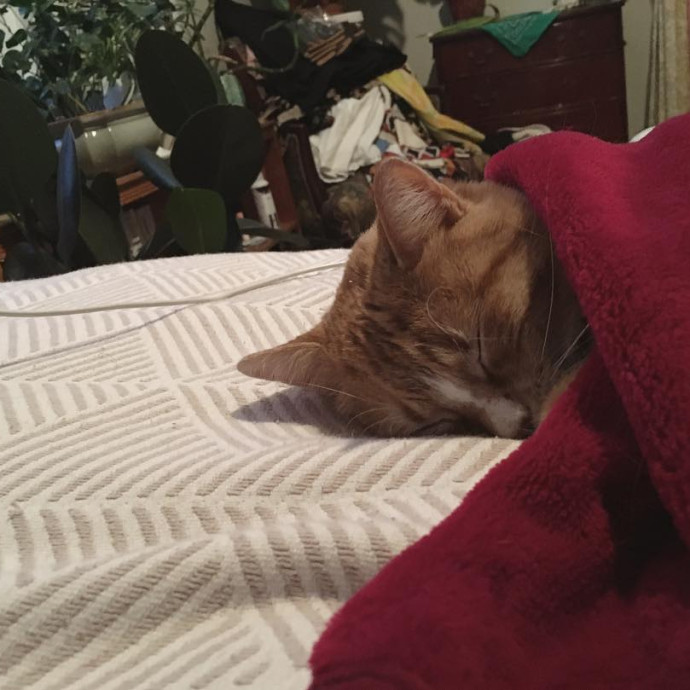 Katharine's Su-Purr-Ior Cat Care