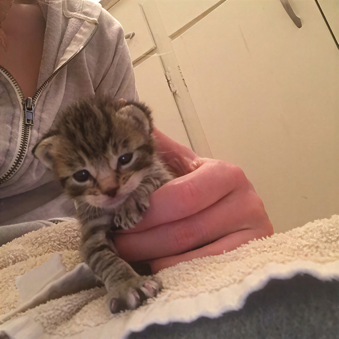 Meowvelous Cat Care