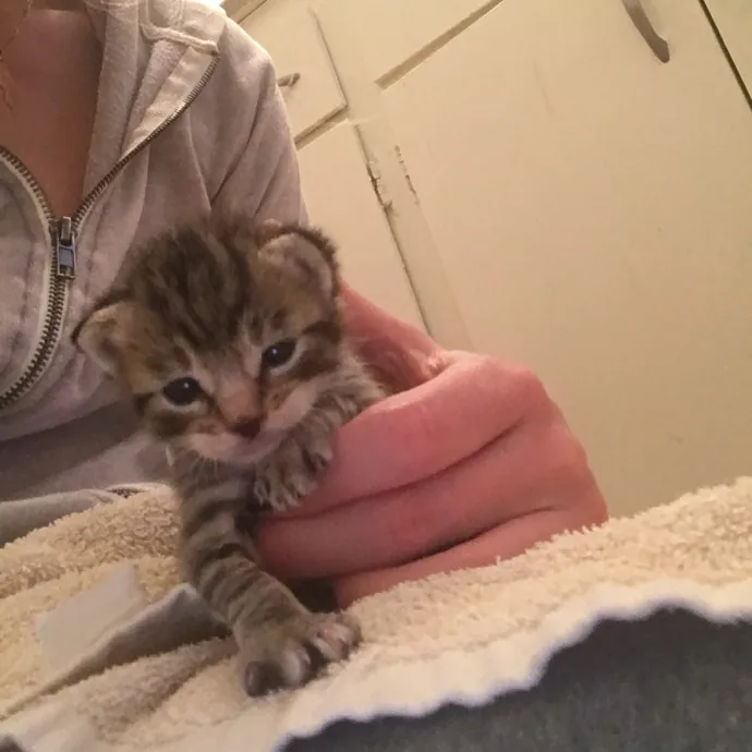 Meowvelous Cat Care