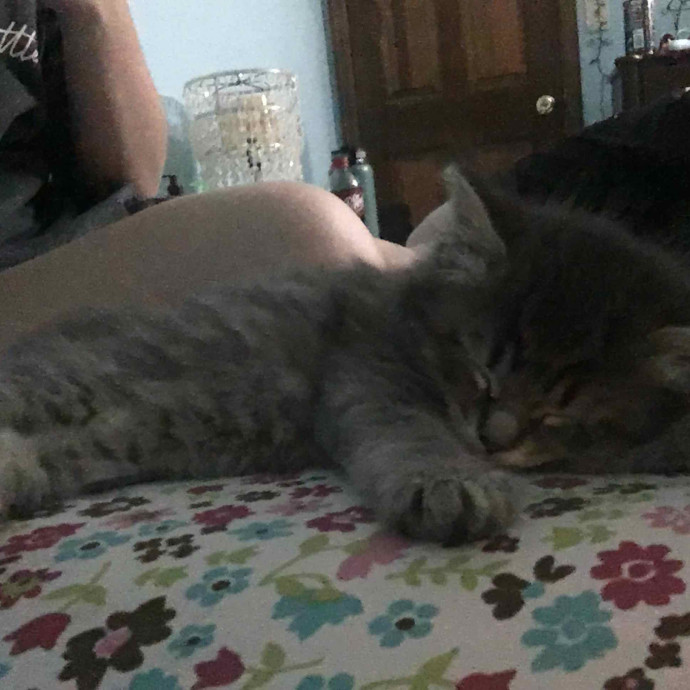 Nora A Purrfect Cat-Nanny