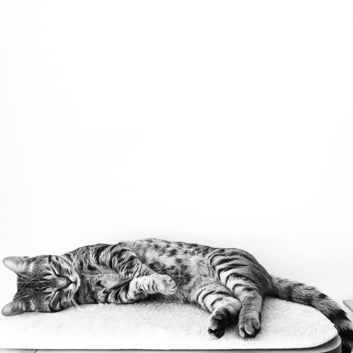 Ana & The Cats photo 3