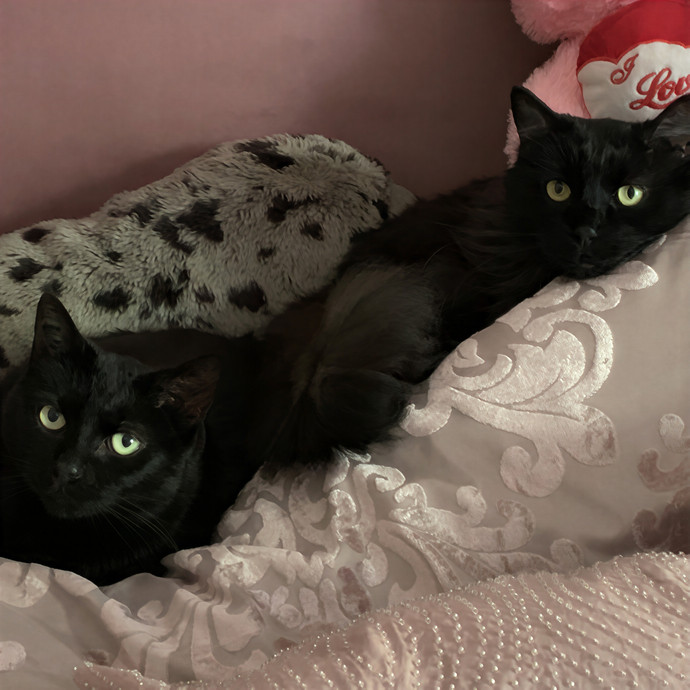 Melissa's Kitty Care