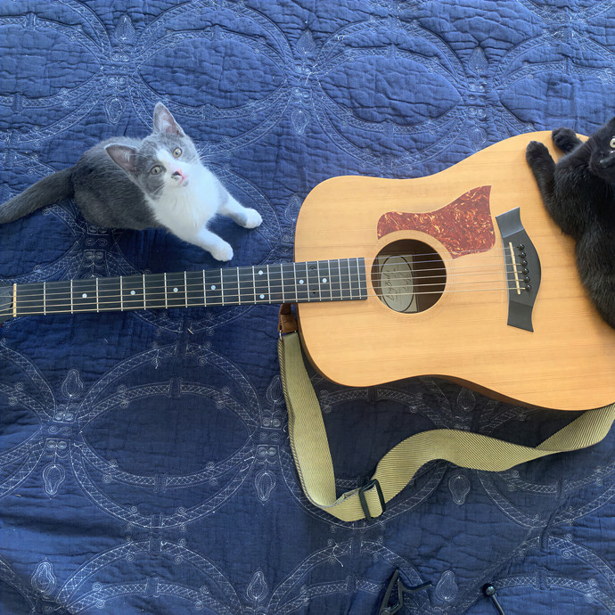 North Brooklyn Cat Care And Cuddles photo 2