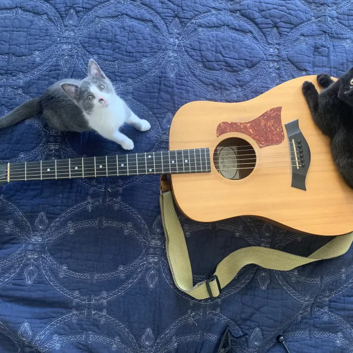 North Brooklyn Cat Care And Cuddles photo 2