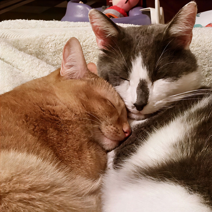 Soothing The 4-Legged Soul